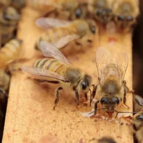 Honey by the 5 Gallon Bucket