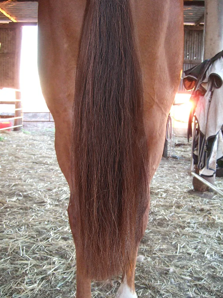 Y.J TAILS Dark Brown Natural Loop Top Tapered Bottom 28"-30" Horse Tail Extension aC3